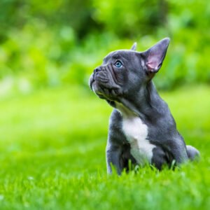 French Bulldog