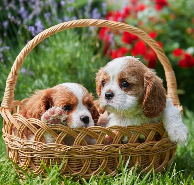 Hillside Forever Paws, Cavalier, French Bulldog Puppies, Breeds