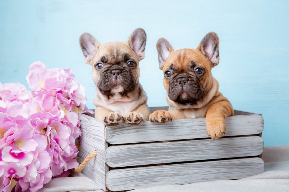 Hillside Forever Paws, Cavalier, French Bulldog Puppies, Breeds