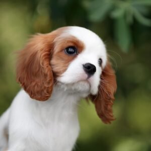 Cavalier King Charles Spaniel