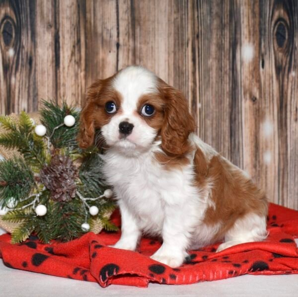 Louie