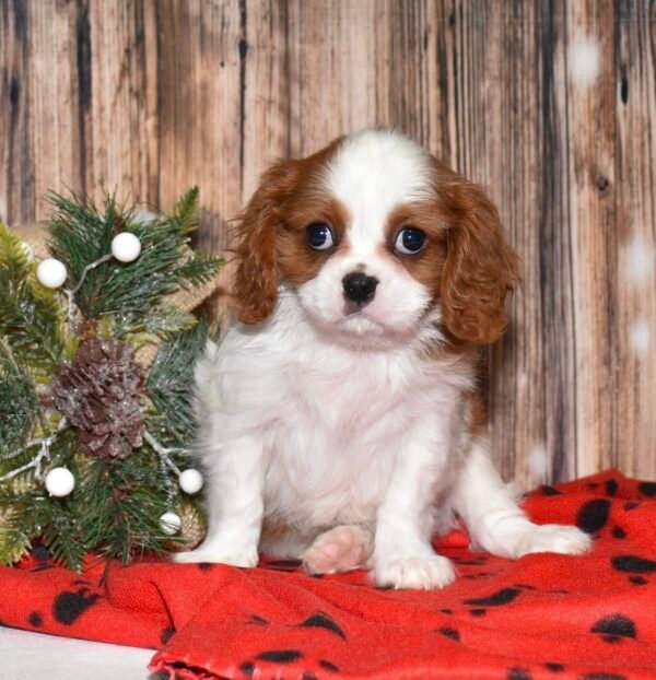Louie - Image 2