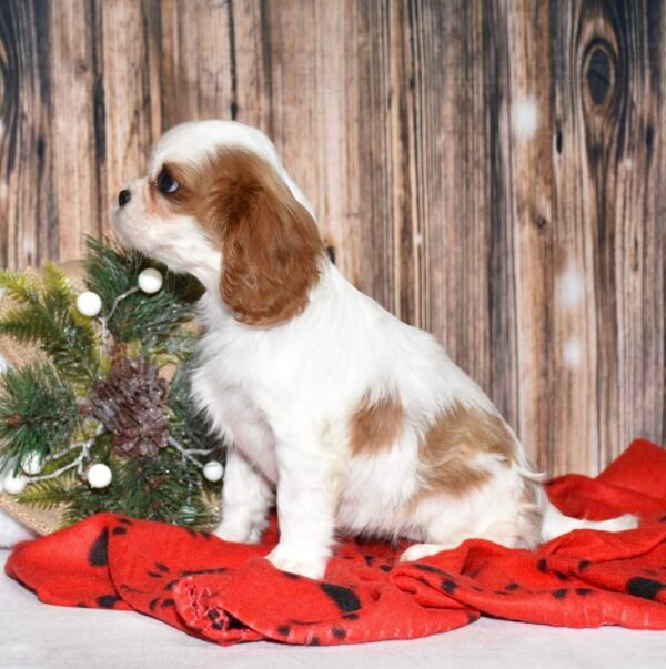 Piper - Image 5
