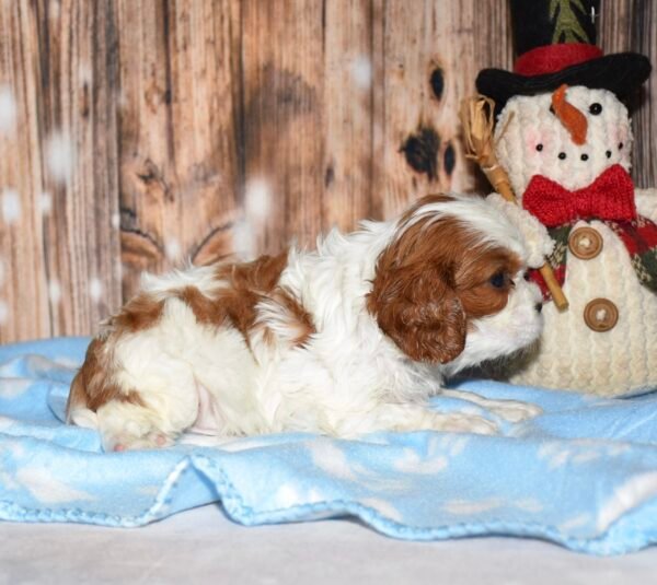 Bandit - Image 2