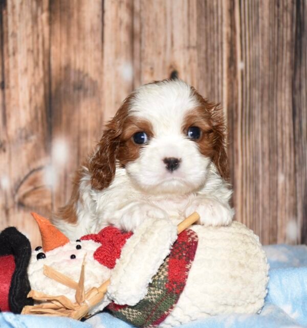 Bandit - Image 3