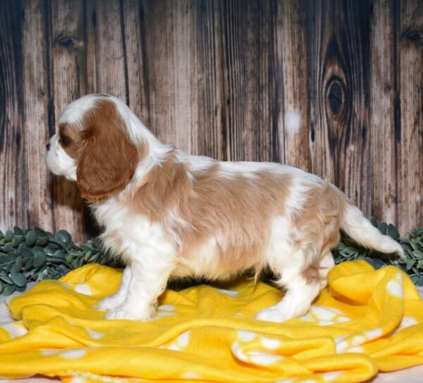 Scout - Image 5