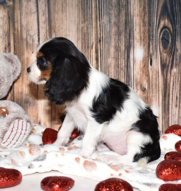 Mitzi - Image 5
