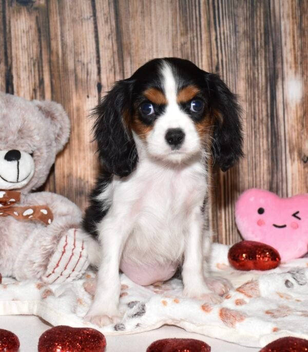 Mitzi - Image 4