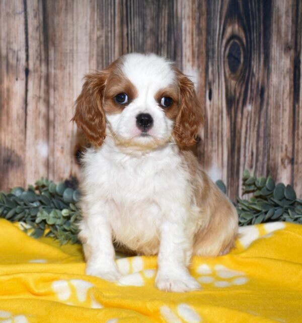 Scout - Image 4