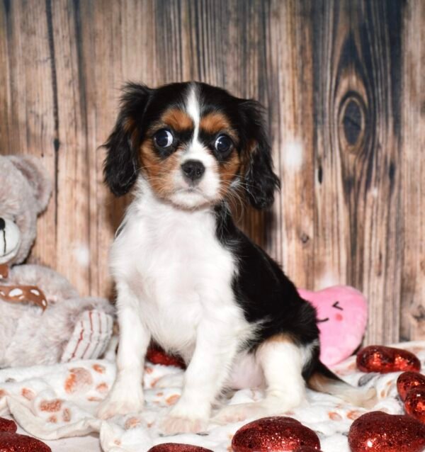 Muffin - Image 3