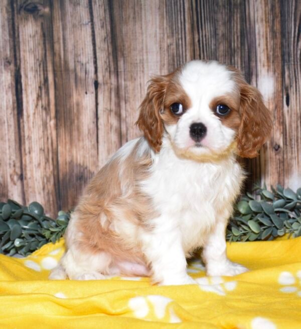 Scout