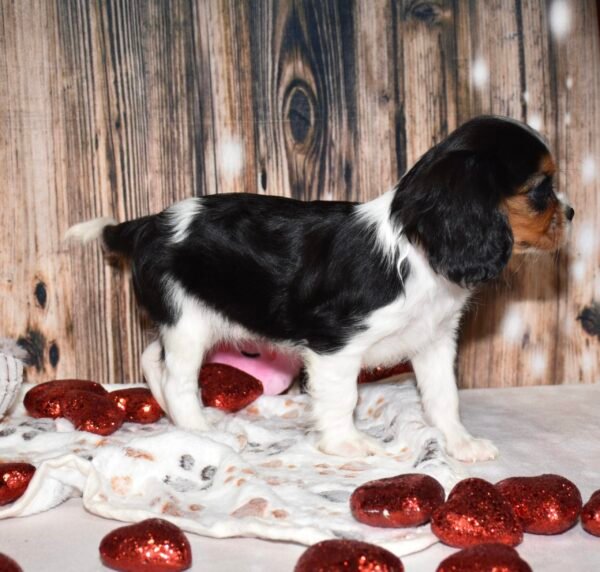 Muffin - Image 4