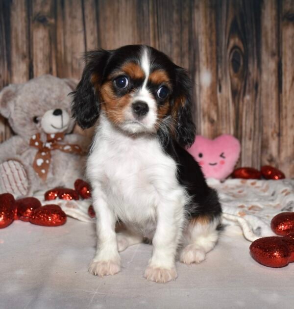 Muffin - Image 5