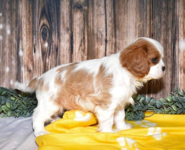 Scout - Image 3