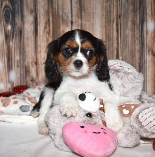 Muffin - Image 2