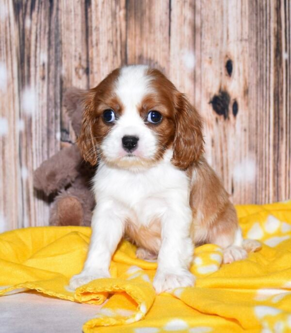 Marley - Image 8