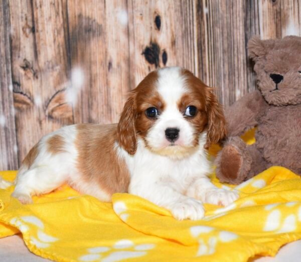 Marley - Image 7