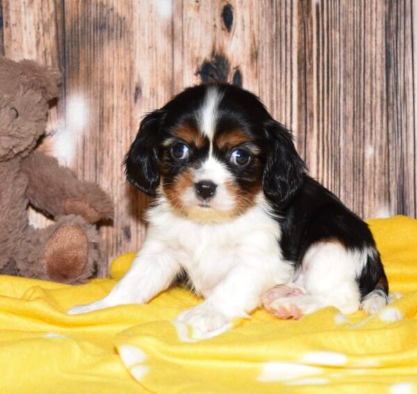 Muffin - Image 8