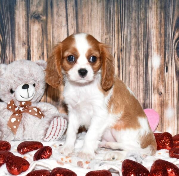 Marley - Image 4