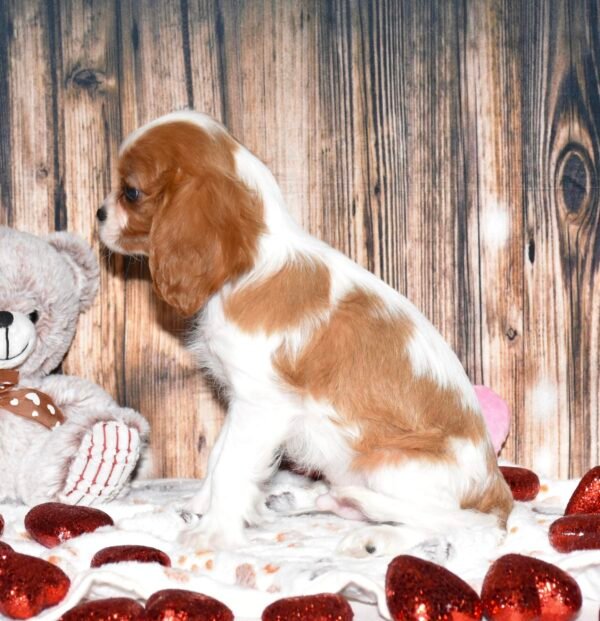 Marley - Image 6