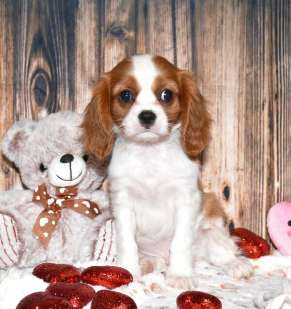 Marley - Image 5