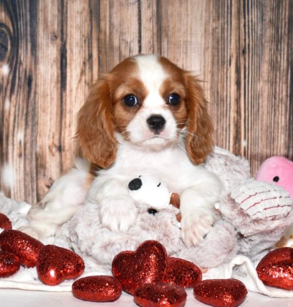Marley - Image 2
