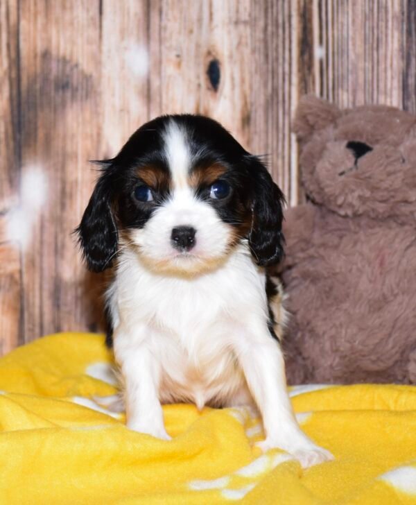 Mitzi - Image 7