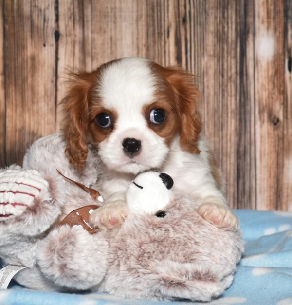 Wyatt - Image 2