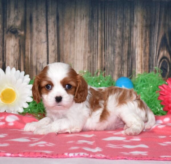 Buttercup
