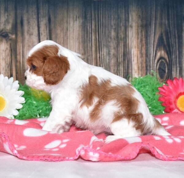 Buttercup - Image 3