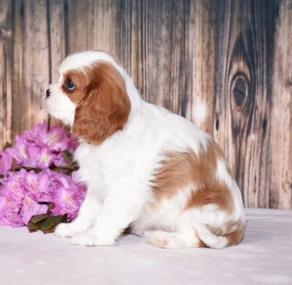 Brown and white, male, cavalier puppy, puppies for sale, puppies for sale in Ohio