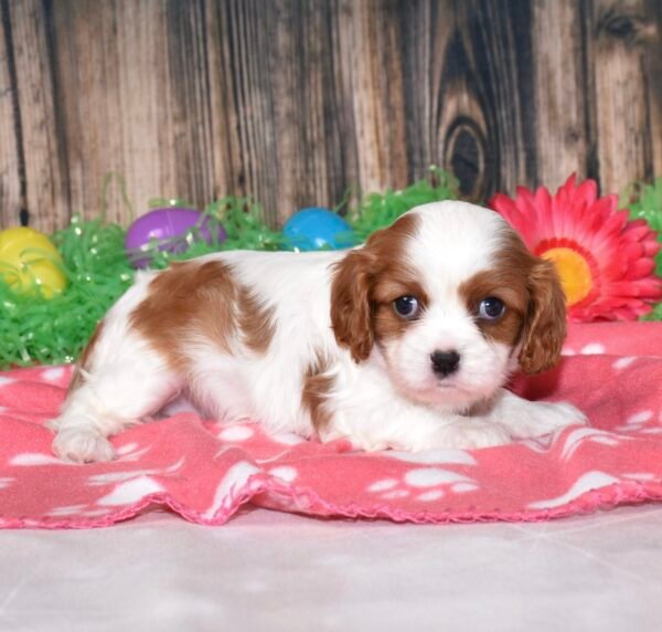 Buttercup - Image 4