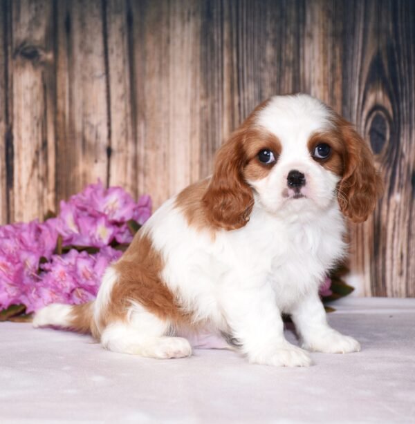 Brown and white, male, cavalier puppy, puppies for sale, puppies for sale in Ohio
