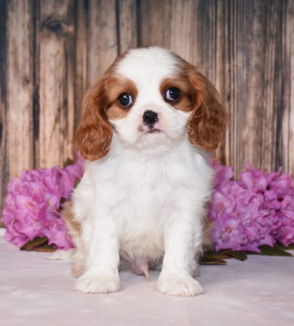 Brown and white, male, cavalier puppy, puppies for sale, puppies for sale in Ohio