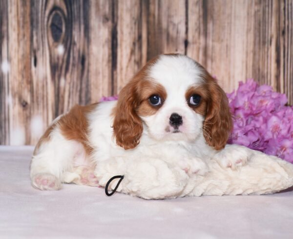 Brown and white, male, cavalier puppy, puppies for sale, puppies for sale in Ohio