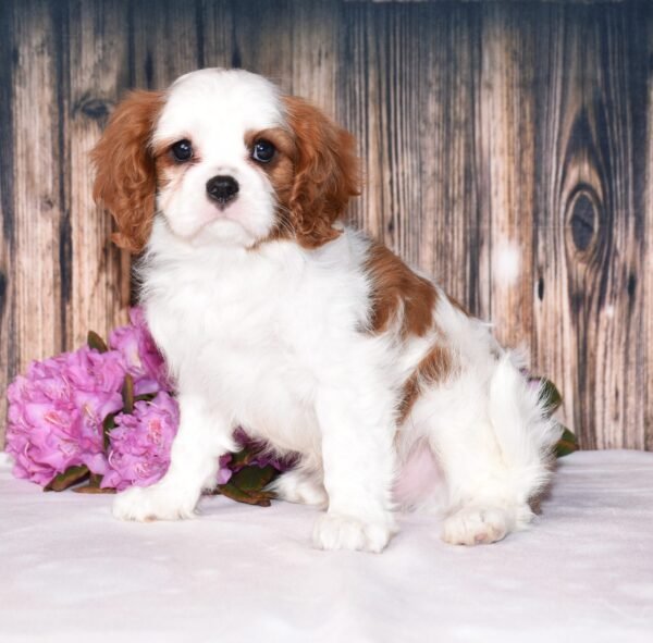 Brown and white, male, cavalier puppy, puppies for sale, puppies for sale in Ohio
