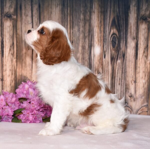Brown and white, male, cavalier puppy, puppies for sale, puppies for sale in Ohio