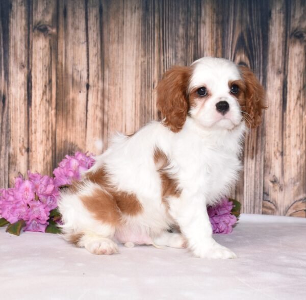 Brown and white, male, cavalier puppy, puppies for sale, puppies for sale in Ohio