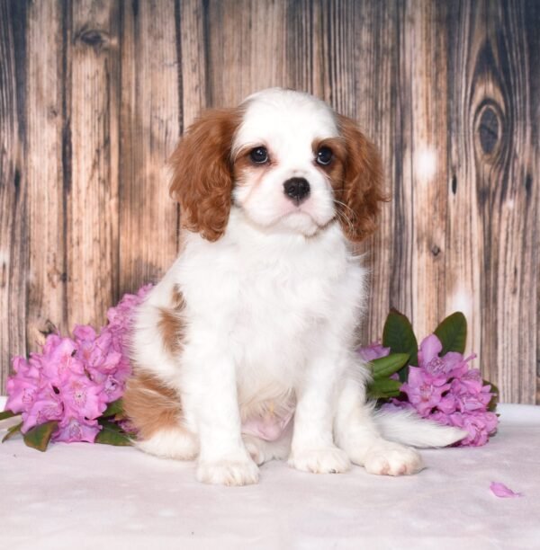 Brown and white, male, cavalier puppy, puppies for sale, puppies for sale in Ohio