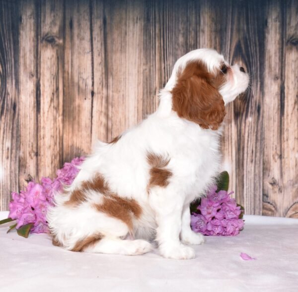 Brown and white, male, cavalier puppy, puppies for sale, puppies for sale in Ohio