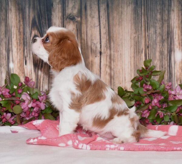 Boomer - Image 2