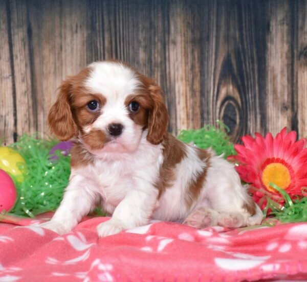 Boomer - Image 7