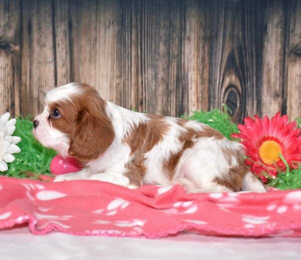 Boomer - Image 3