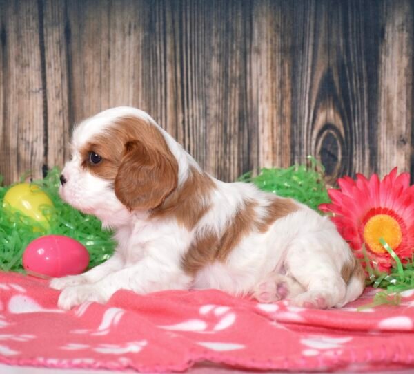 Bubba - Image 3
