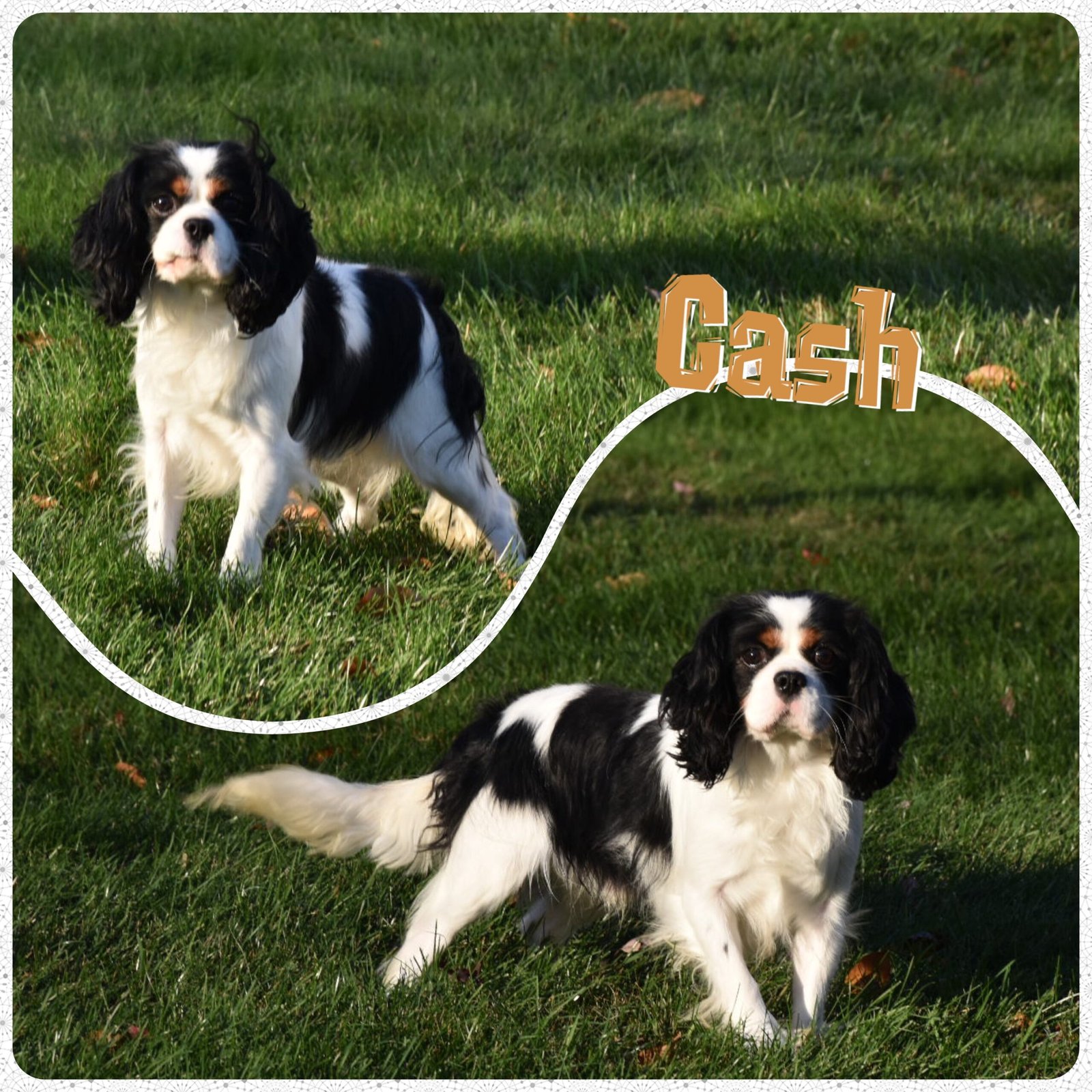 Cash