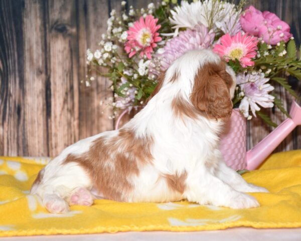 Jordan a brown and white male cavalier puppy, cavalier puppies forsale, cavalier puppies forsale in ohio