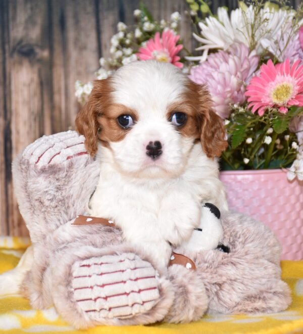 Jordan a brown and white male cavalier puppy, cavalier puppies forsale, cavalier puppies forsale in ohio