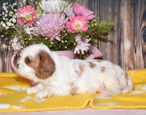 Jojo a brown and white cavalier puppy, cavalier puppies forsale, cavalier puppies forsale in ohio
