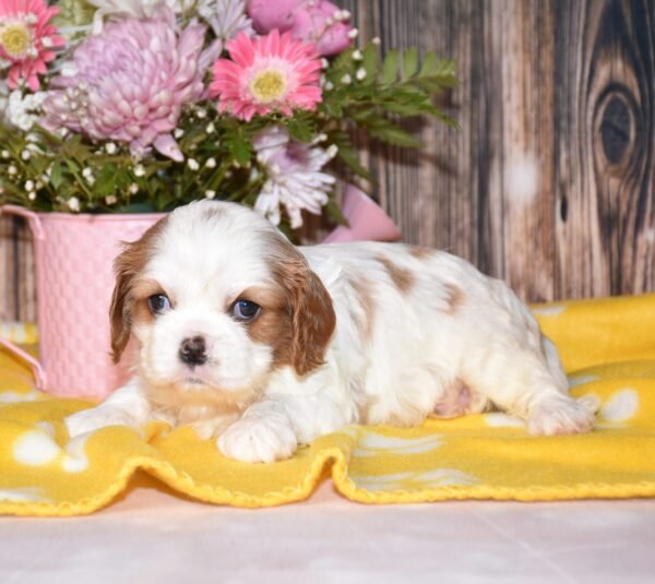June a brown and white cavalier puppy, cavalier puppies forsale, cavalier puppies forsale in ohio