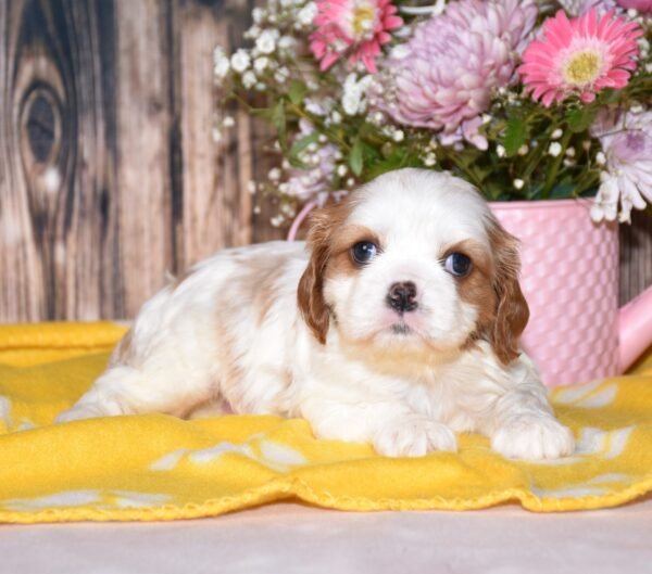 June a brown and white cavalier puppy, cavalier puppies forsale, cavalier puppies forsale in ohio